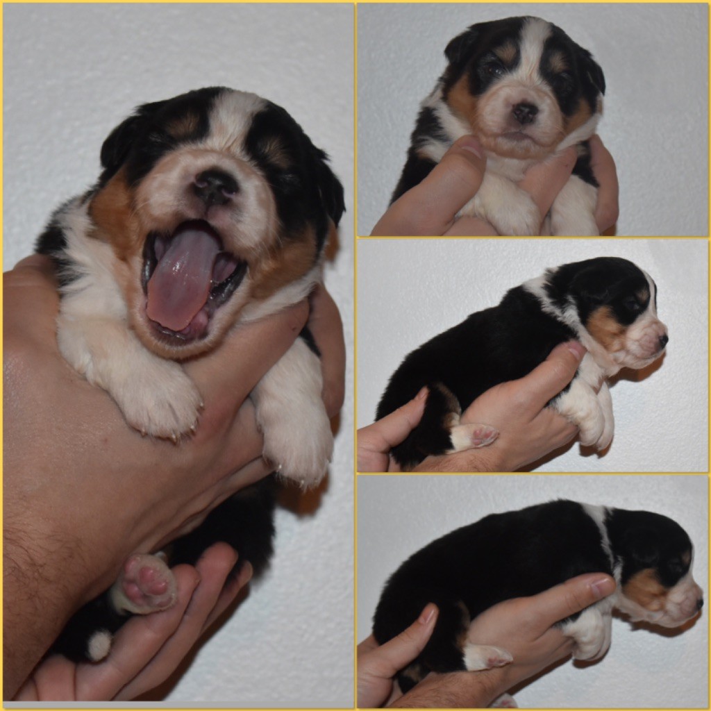 Des Minis Vaillants - Berger Américain Miniature  - Portée née le 28/01/2022