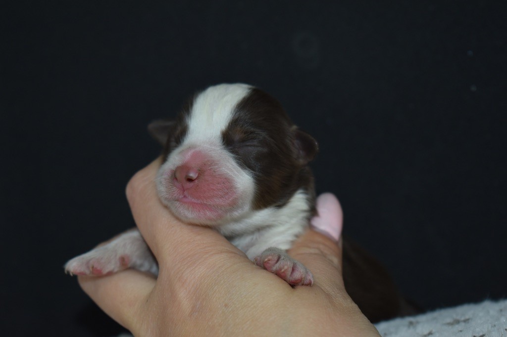 Des Minis Vaillants - Chiots disponibles - Berger Américain Miniature 