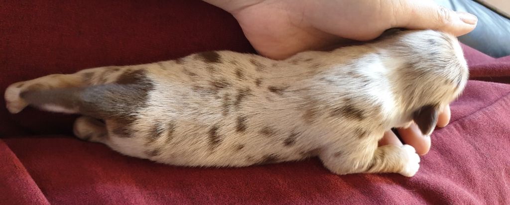 Des Minis Vaillants - Berger Américain Miniature  - Portée née le 12/05/2020