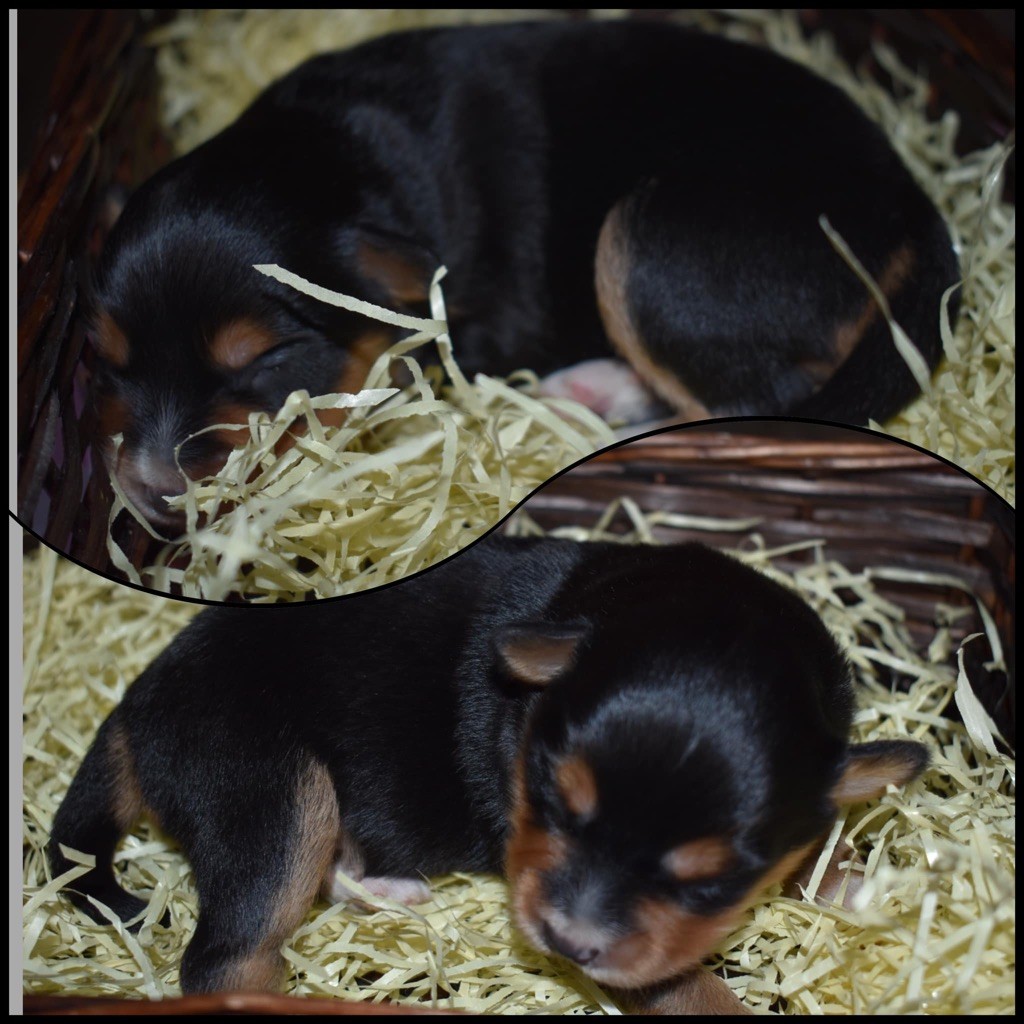 Des Minis Vaillants - Berger Américain Miniature  - Portée née le 12/11/2021