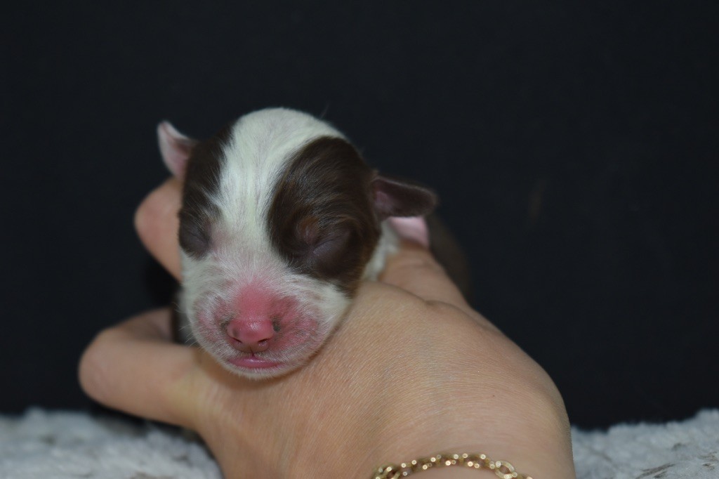 Des Minis Vaillants - Chiots disponibles - Berger Américain Miniature 