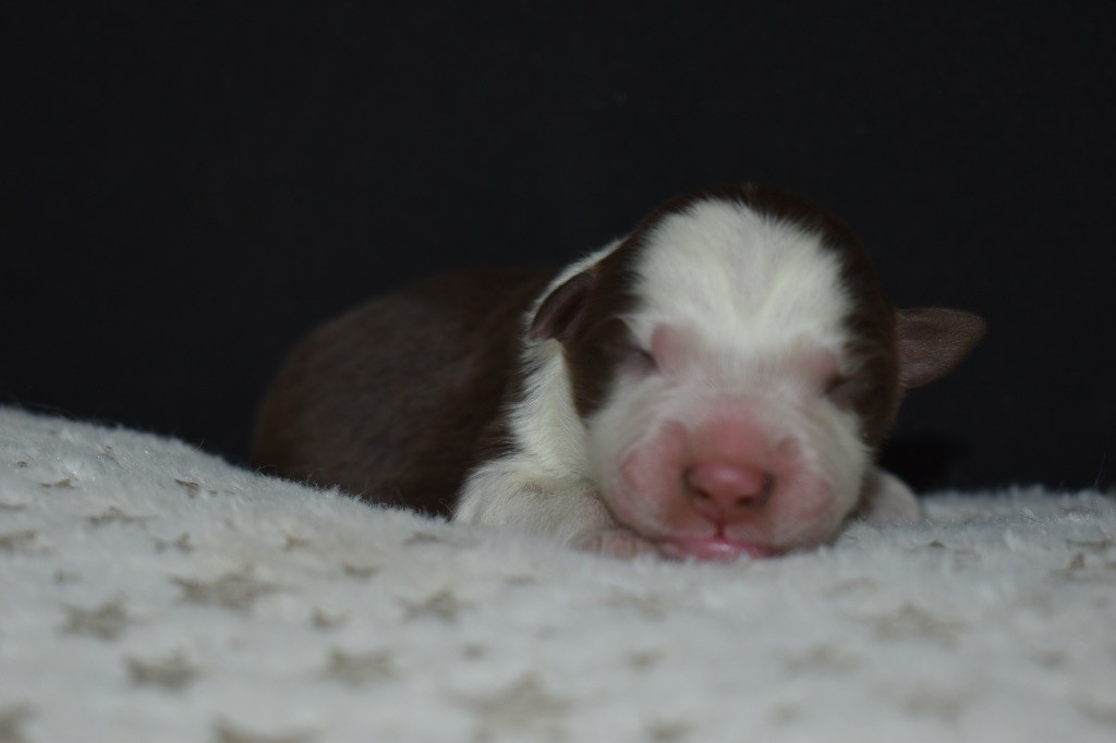 Des Minis Vaillants - Chiots disponibles - Berger Américain Miniature 