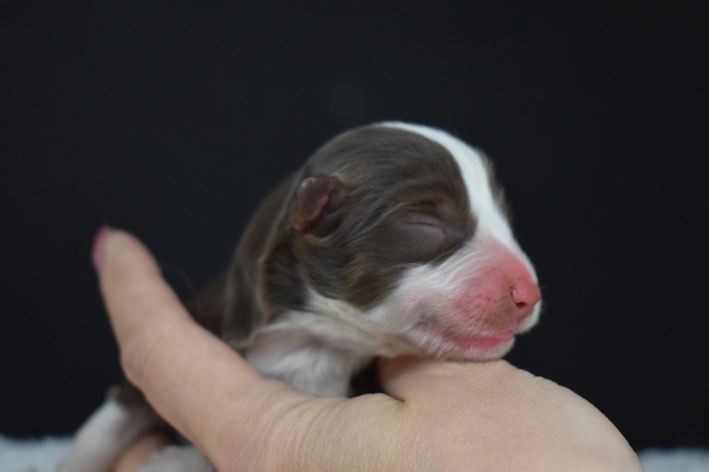 Des Minis Vaillants - Chiots disponibles - Berger Américain Miniature 