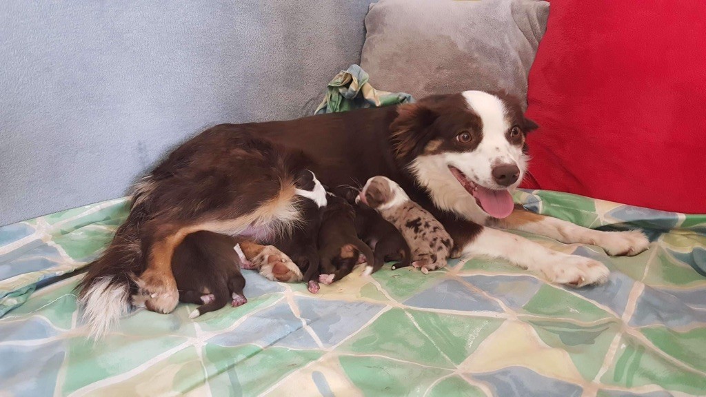 Chiot Berger Américain Miniature Des Minis Vaillants