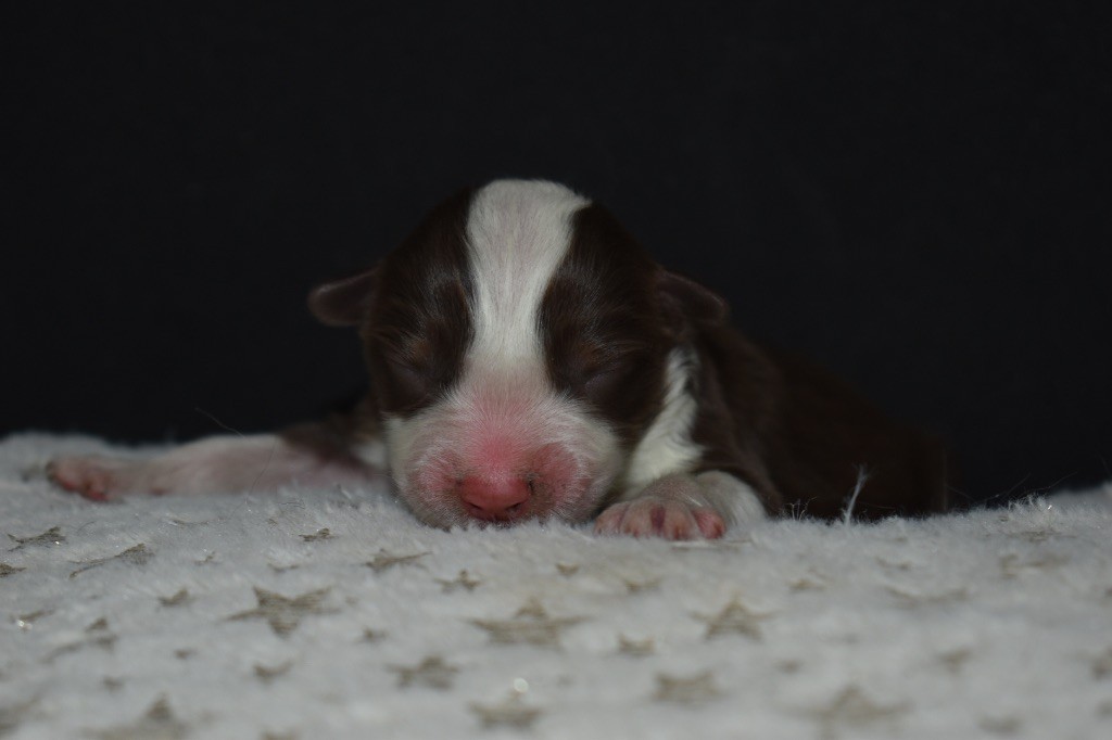 Des Minis Vaillants - Chiots disponibles - Berger Américain Miniature 